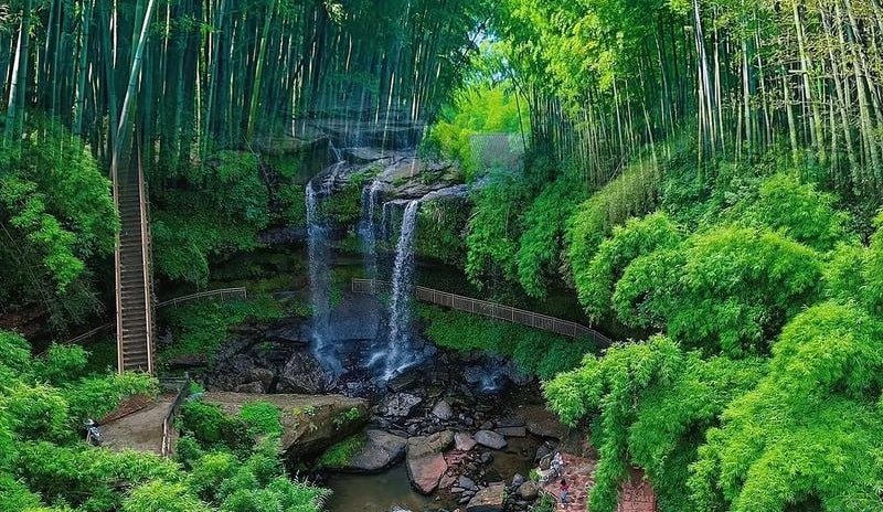Yibin-Shunan-Bamboo-Sea
